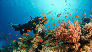 2 Dives for Beginners or Snorkeling Trip with lunch