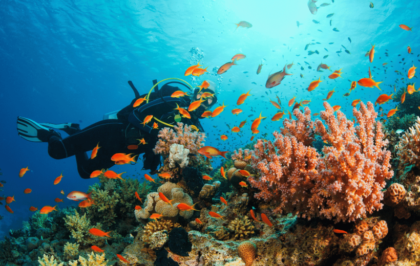 2 Dives for Beginners or Snorkeling Trip with lunch